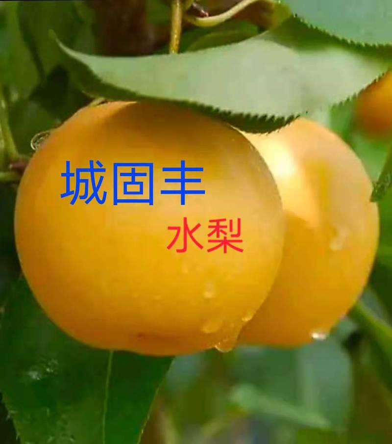 汉中丰水梨黄金梨套袋日供3O万斤】自产自销代发全国现货