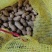 【精品】开封优质花生，白沙花生，全国发货，价格合理