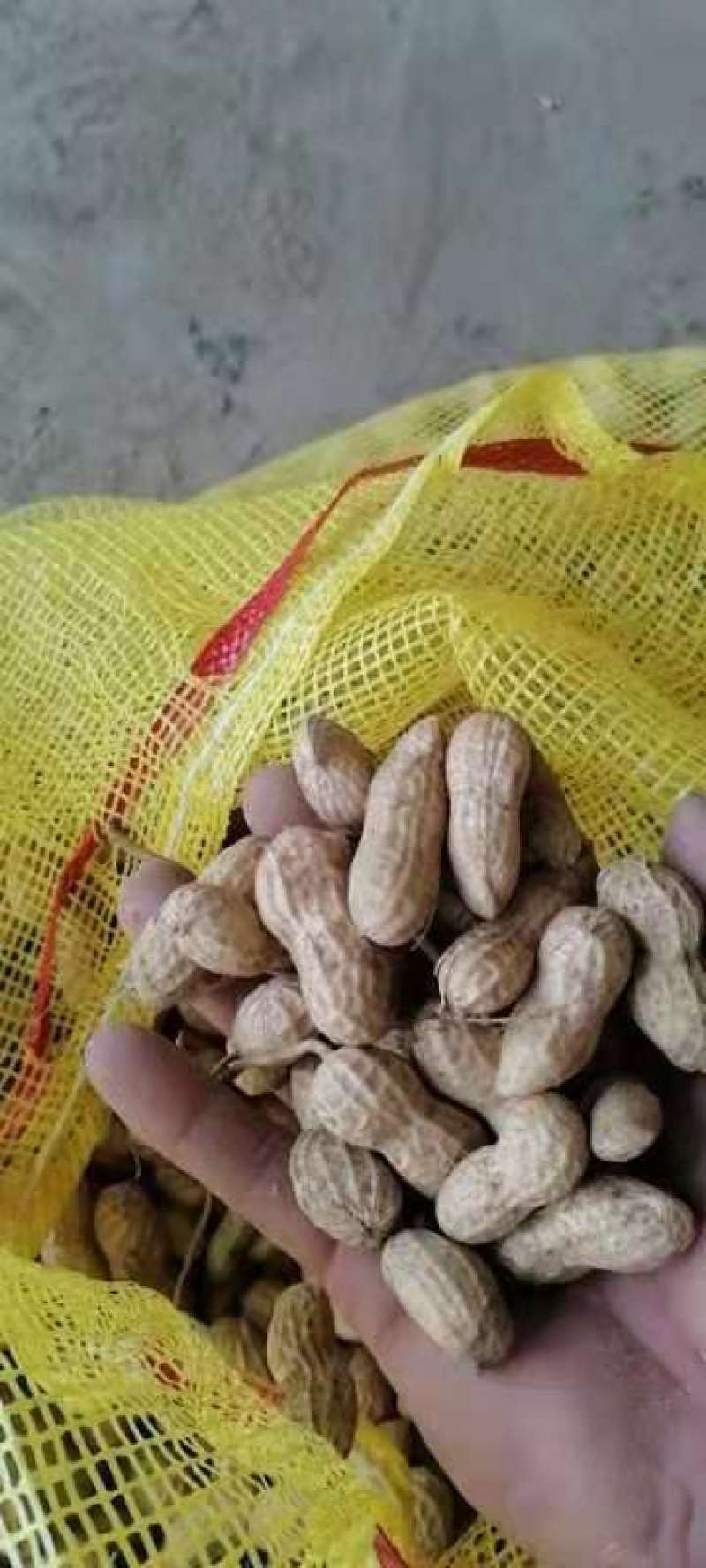 【精品】开封优质花生，白沙花生，全国发货，价格合理