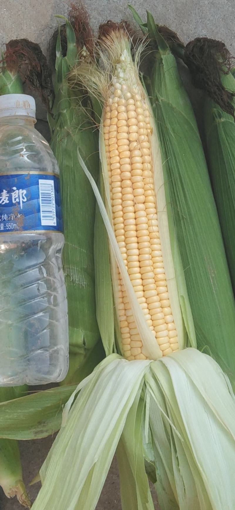 黄玉米