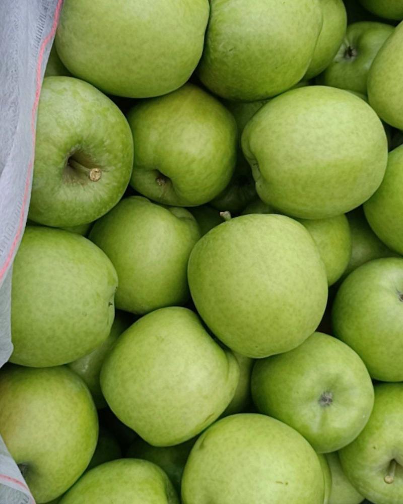 优质青苹果，果大，口感脆甜，现摘现发，面向全国发货