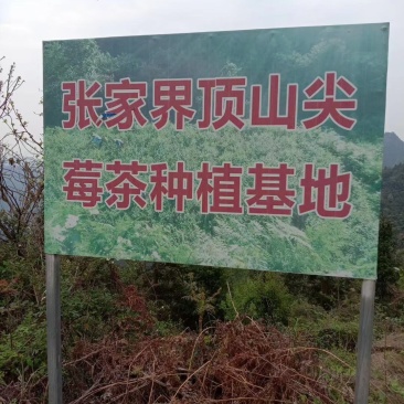 莓茶。