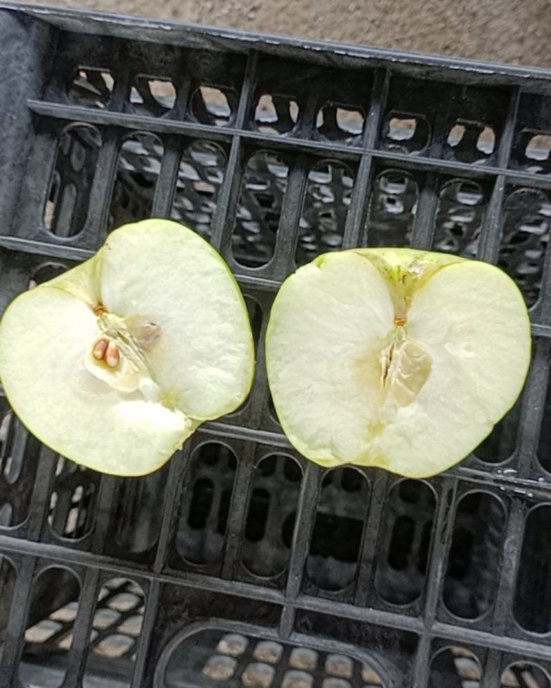 优质青苹果，果大，口感脆甜，现摘现发，面向全国发货