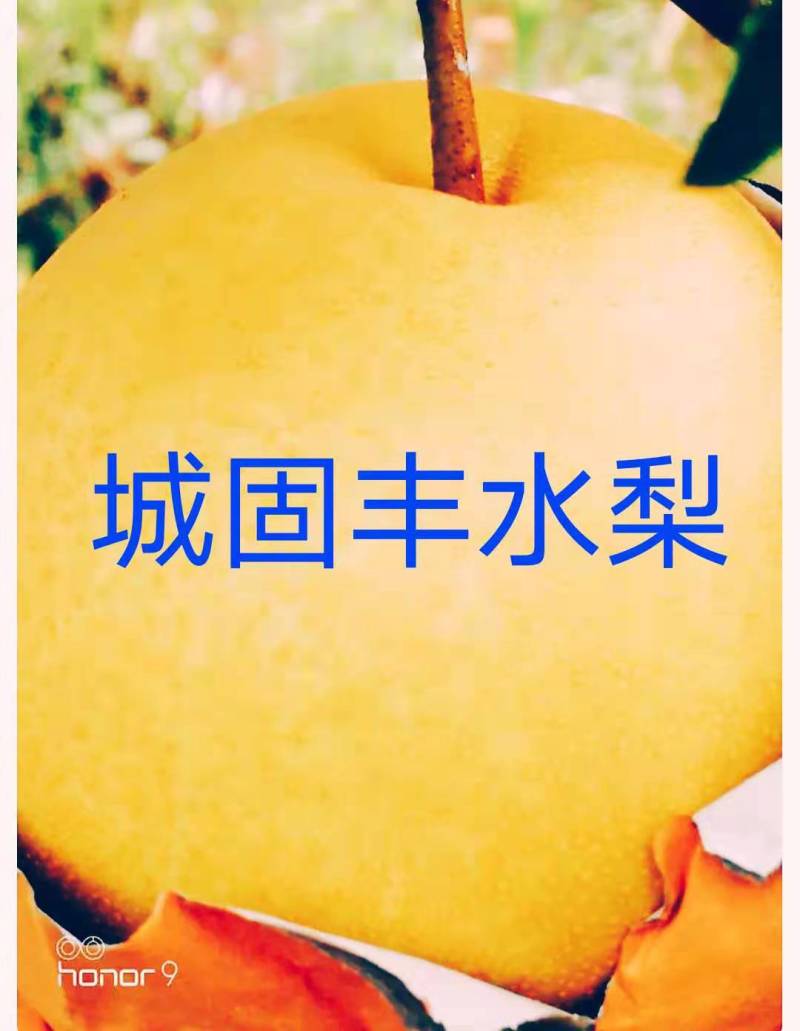 汉中丰水梨黄金梨套袋日供3O万斤】自产自销代发全国现货