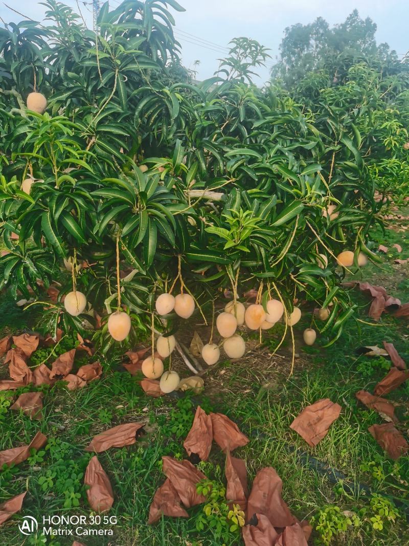 苹果芒，香甜可口，产地直发价格超低