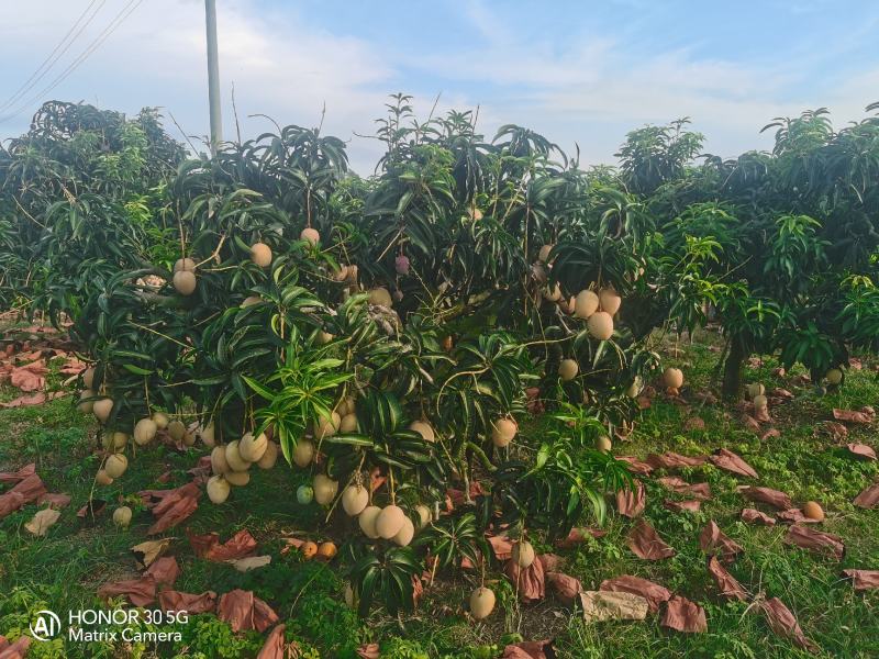 苹果芒，香甜可口，产地直发价格超低