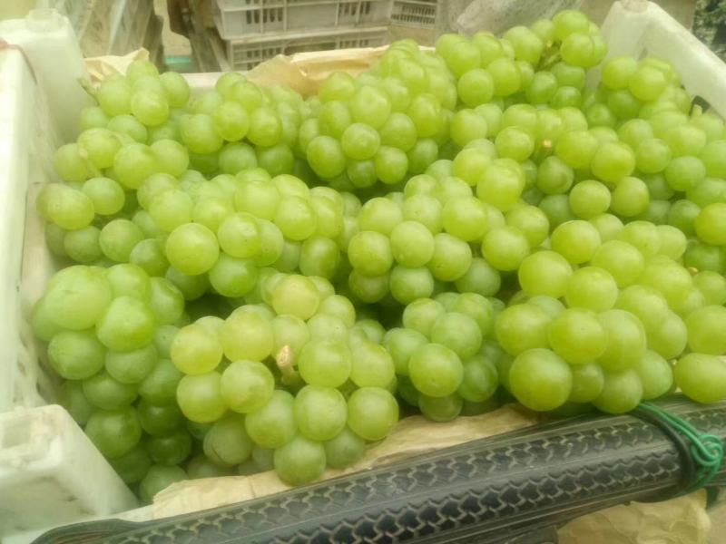 罐头厂加工果，无核8611大量有货。