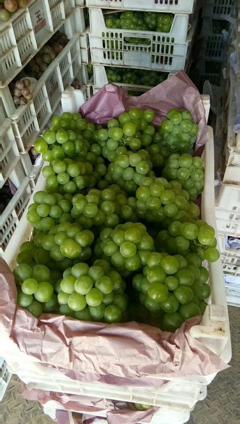 罐头厂加工果，无核8611大量有货。