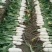 捷夏美45华南型板叶萝卜品种夏季专用高产优质种子