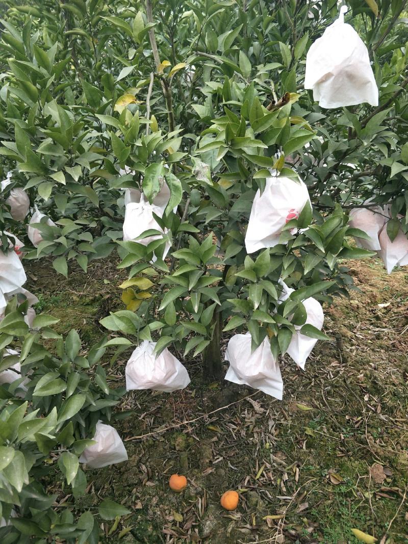 本人具有多年丰富经验代
