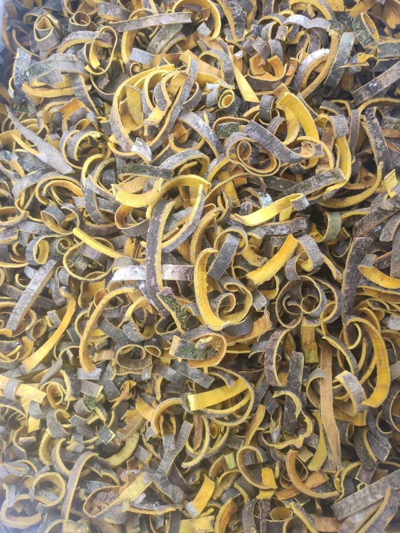 黄柏带皮干货黄柏川黄柏干货量大从优