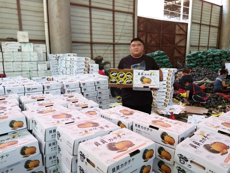 【一件代发】贝贝南瓜常年供应基地直发电商市场货大量上市
