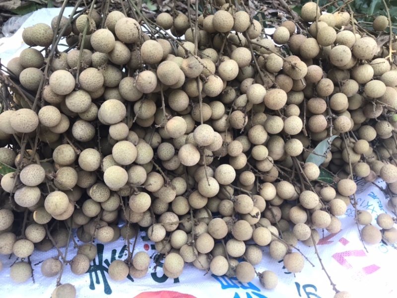 石夹龙眼