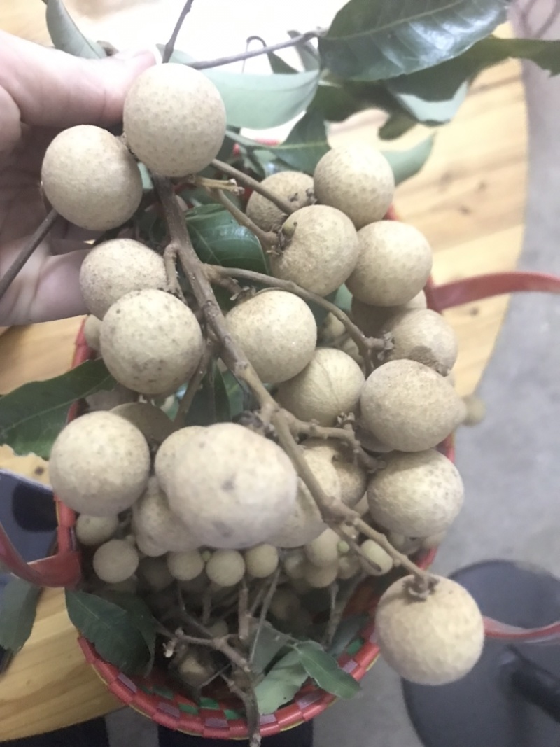 石夹龙眼