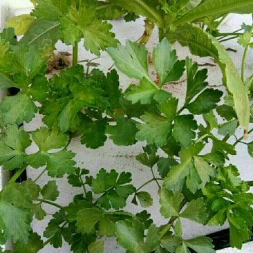 水上种菜无土栽培设备厂家直销鱼塘水面新型柔软种植定植浮板