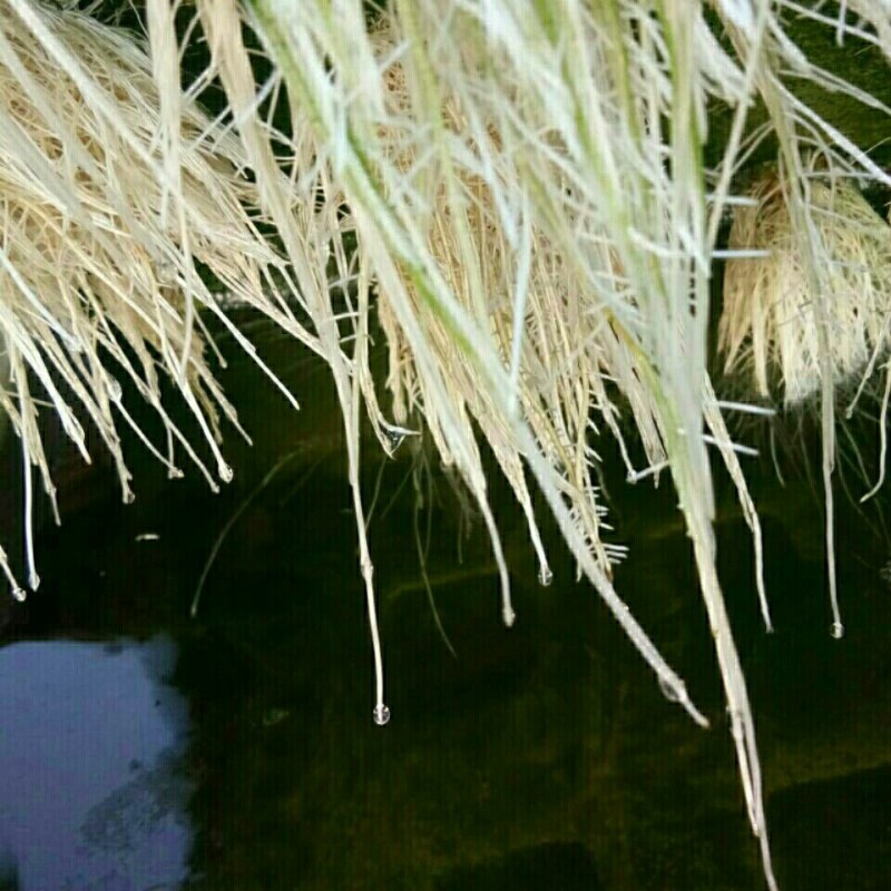 水上种菜无土栽培设备厂家直销鱼塘水面新型柔软种植定植浮板