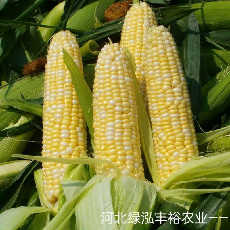 鲜玉米，水果甜玉米～太阳花，花糯932，白糯万糯2000