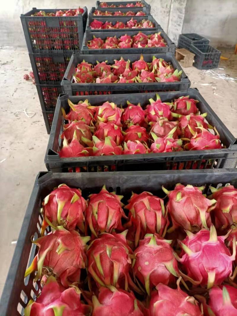 云南石屏精品红心火龙果对接各大商场超市，工厂加工电商平台