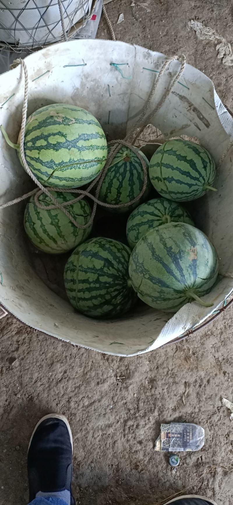 西瓜特小凤
