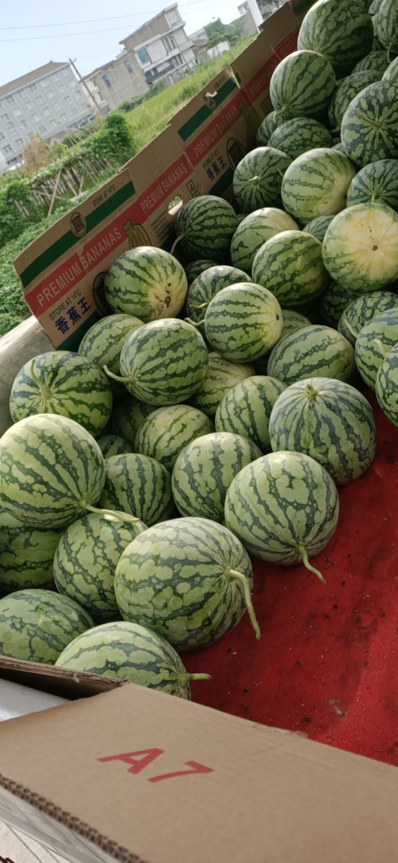 西瓜特小凤