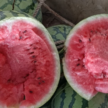 西瓜特小凤