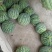 西瓜特小凤