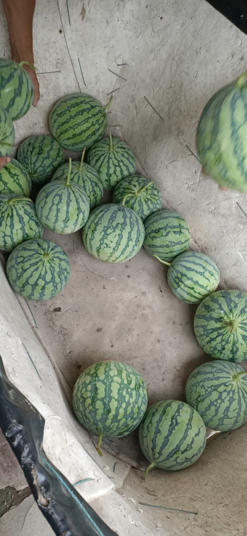西瓜特小凤