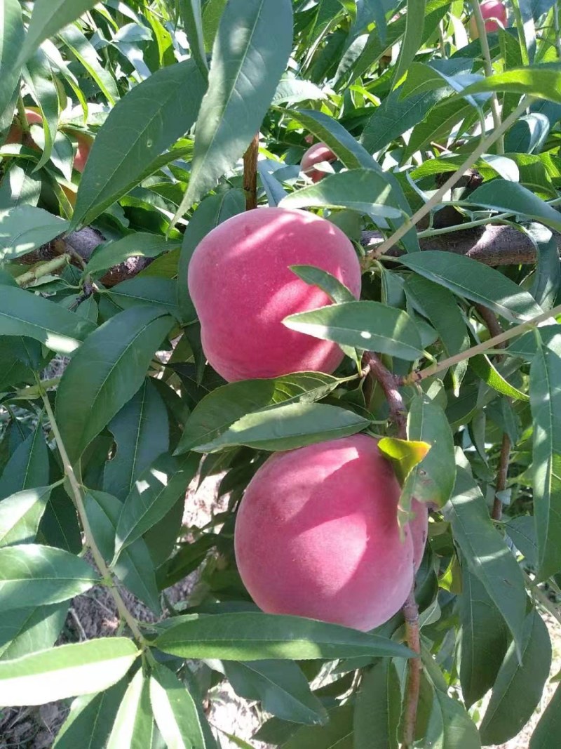 陕西枣油桃价格，珍珠枣油桃批发，油桃口感甜度脆甜