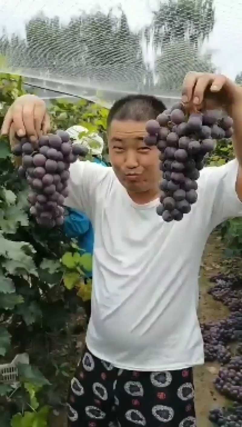 广宗县精品巨峰葡萄大量上市串大颗粒大口感好