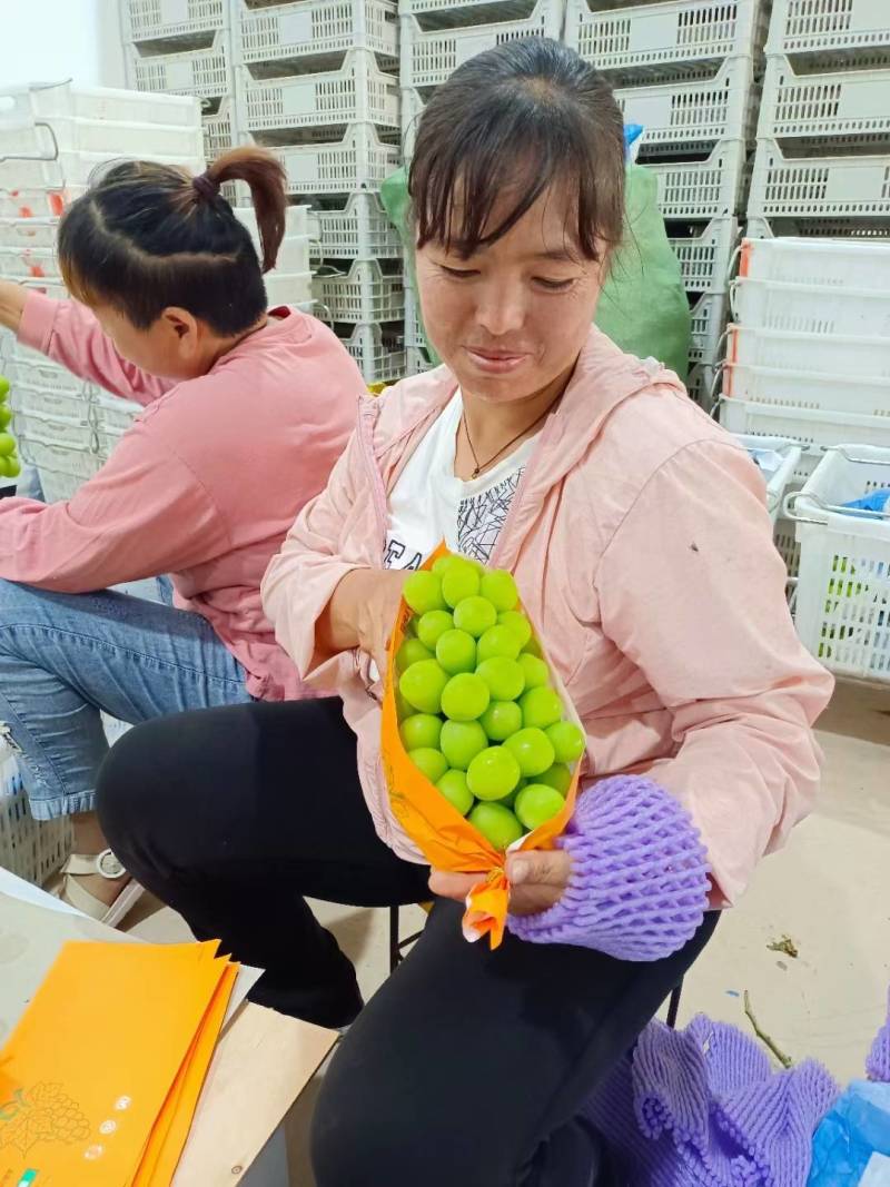 云南阳光玫瑰