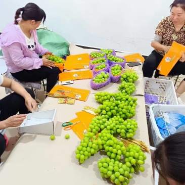 云南阳光玫瑰