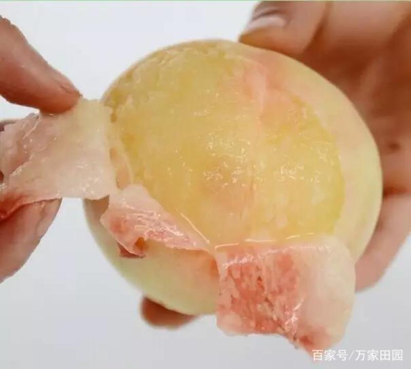 薄皮香甜多汁久保桃立核泊头白凤农村自家种的