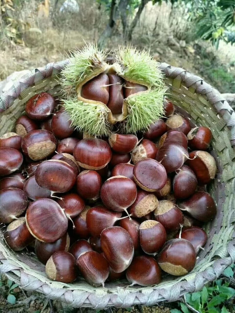 纯正泰山油栗，板栗，大量批发，产地直供，诚信经营