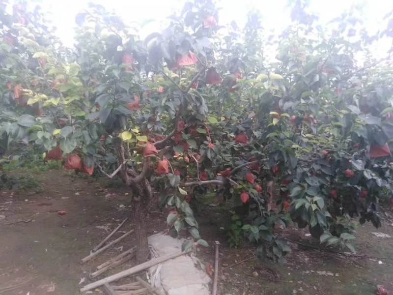 原树皇冠梨