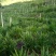 大山里的野菜