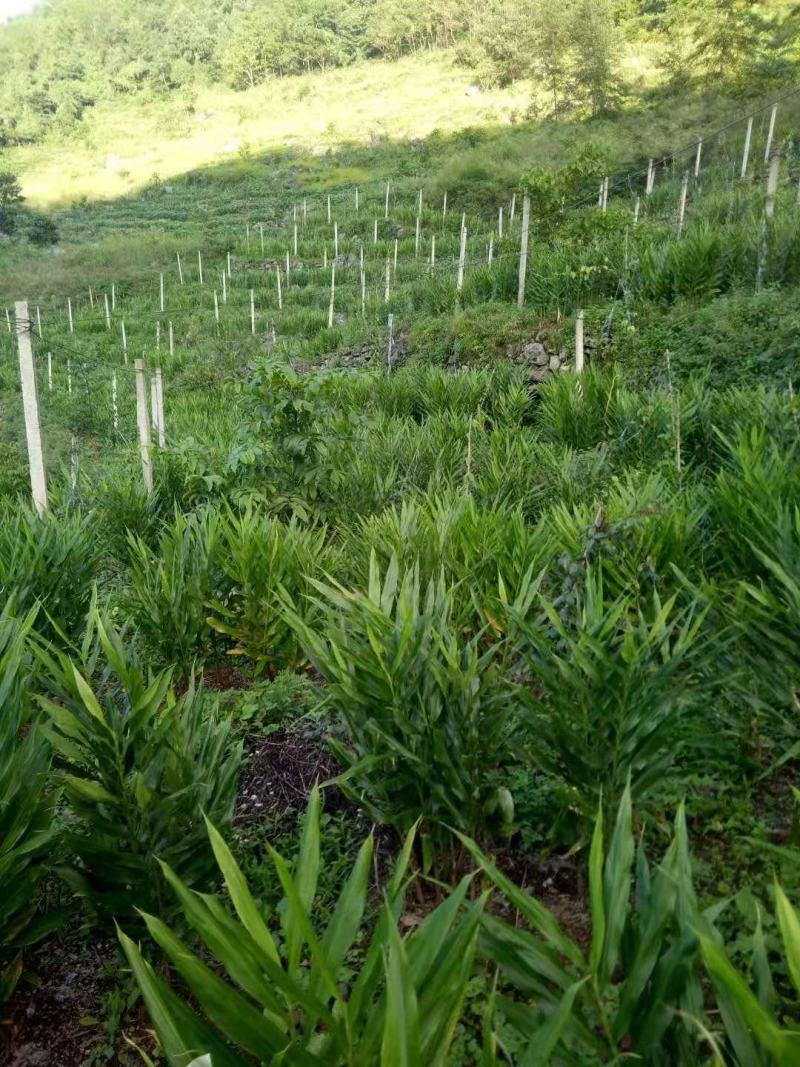 大山里的野菜