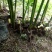 大山里的野菜