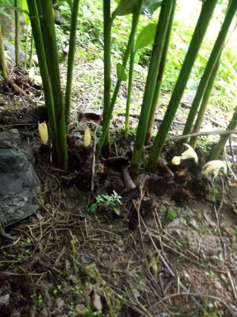 大山里的野菜
