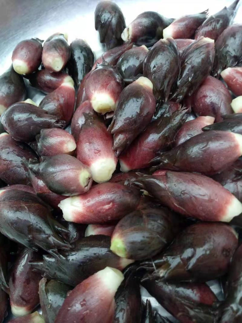 大山里的野菜