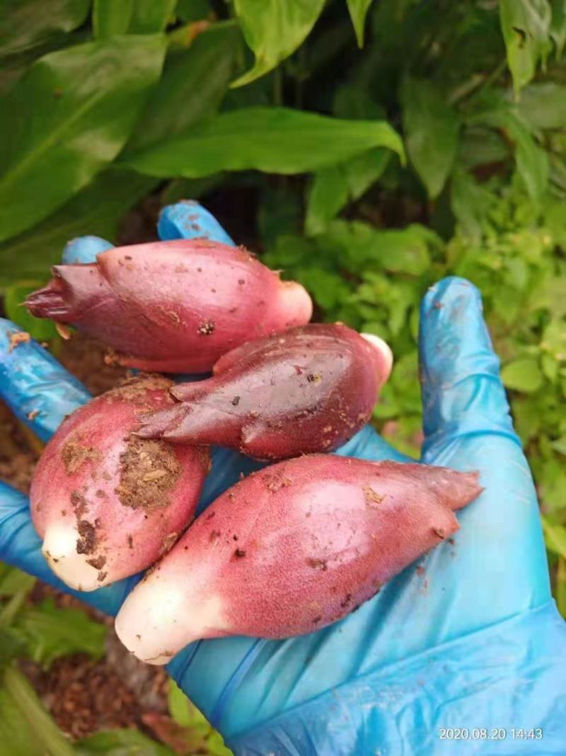 大山里的野菜