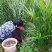 大山里的野菜