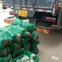 河北衡水故城宝华疏菜市场万亩冬瓜大量上市中