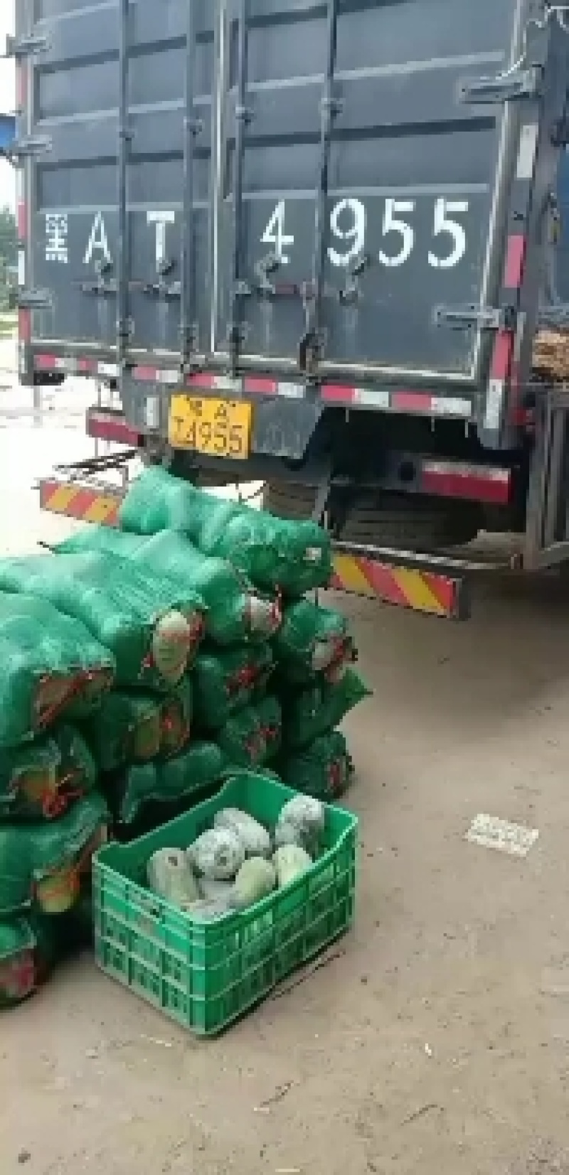 河北衡水故城宝华疏菜市场万亩冬瓜大量上市中