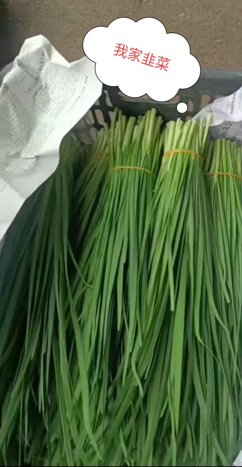 韭菜，大韭菜，香韭菜