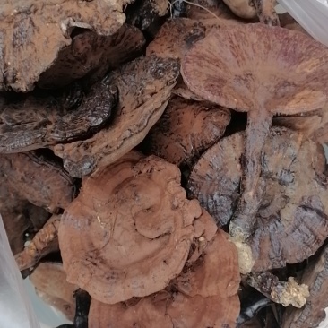 灵芝带包子粉的今年新货批发