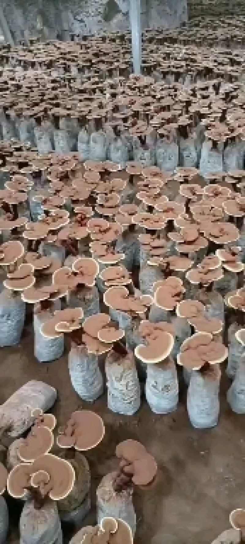 活体灵芝小盆景，立栽活体灵芝，灵芝花精品灵芝小盆景