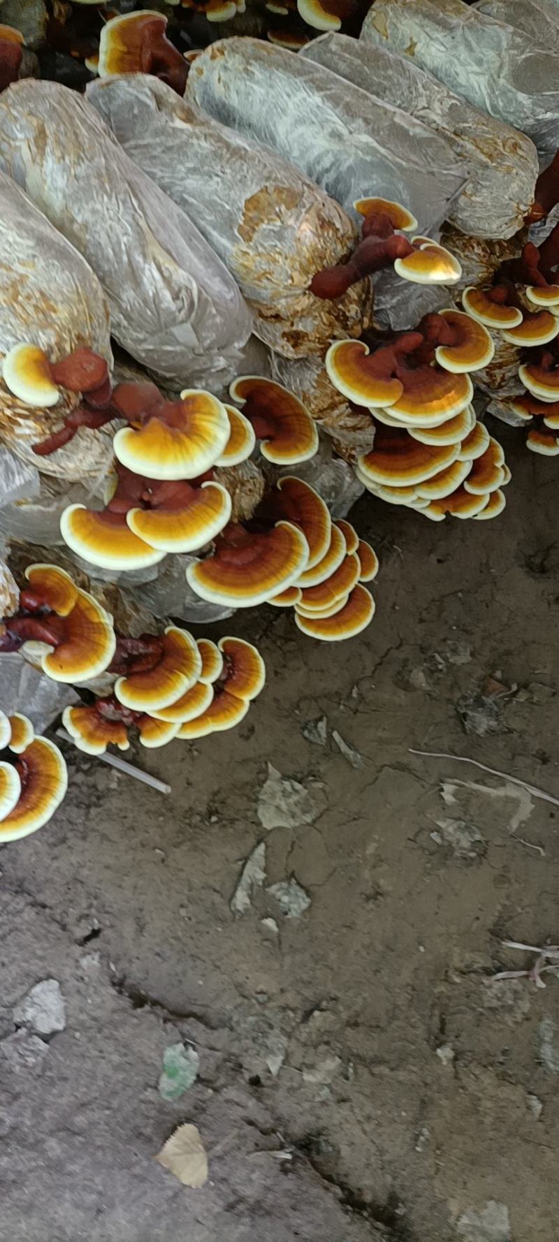 活体灵芝小盆景，立栽活体灵芝，灵芝花精品灵芝小盆景