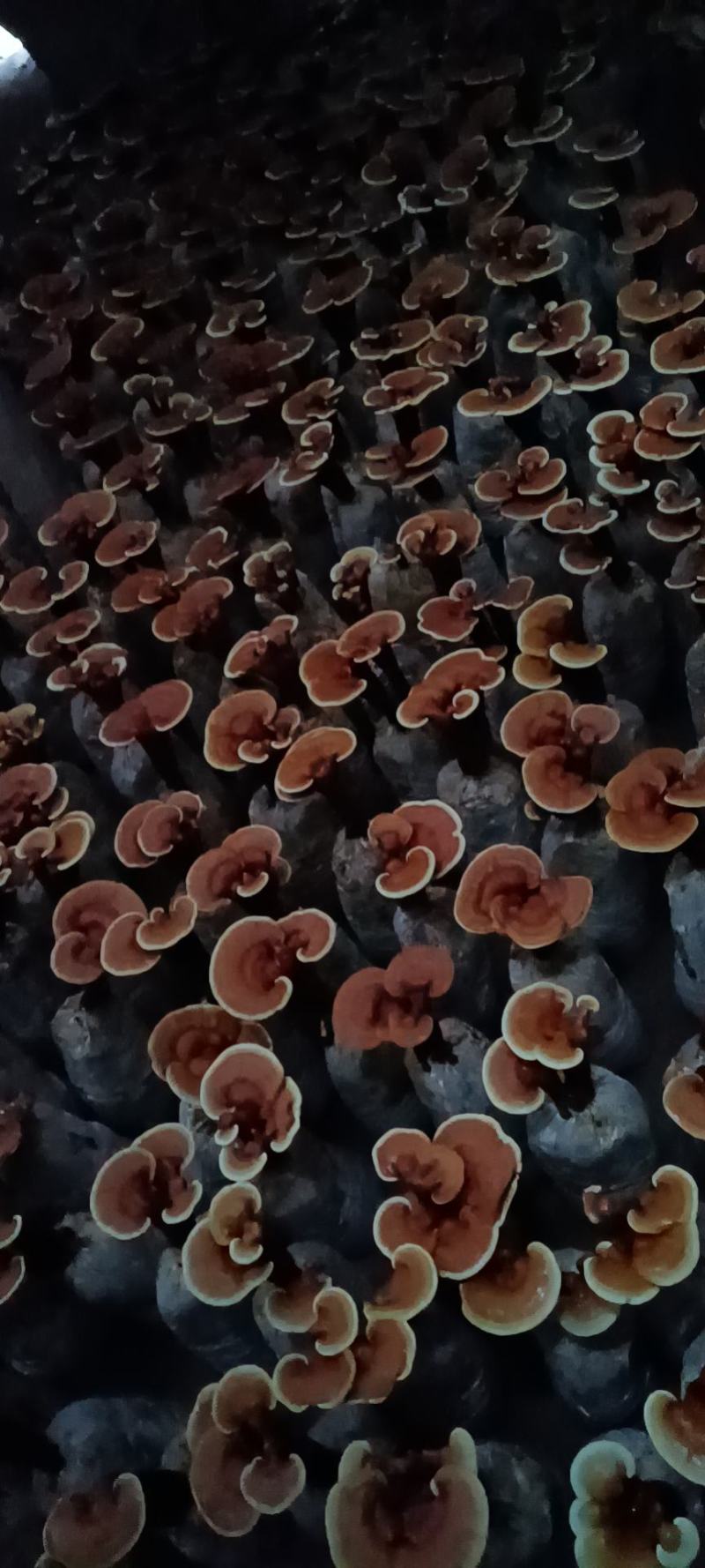 活体灵芝小盆景，立栽活体灵芝，灵芝花精品灵芝小盆景