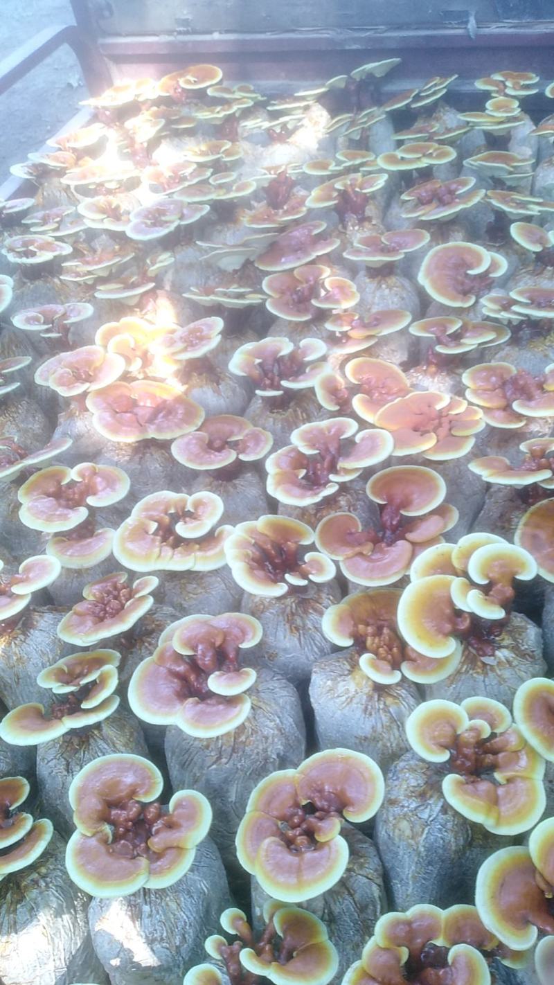 灵芝灵芝小盆景，灵芝仙草，仙草灵芝，灵芝小盆景灵芝花