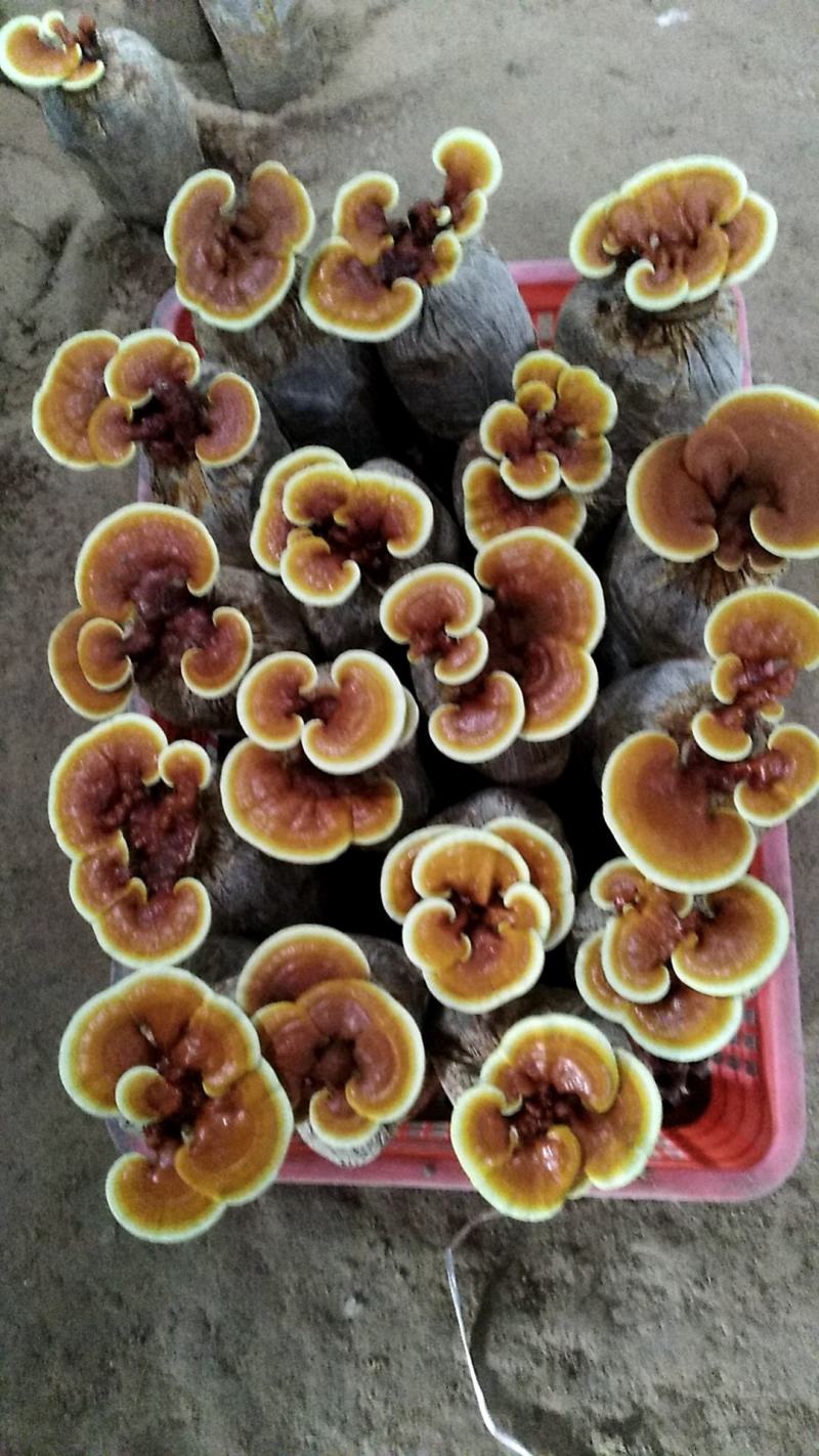 灵芝灵芝小盆景，灵芝仙草，仙草灵芝，灵芝小盆景灵芝花